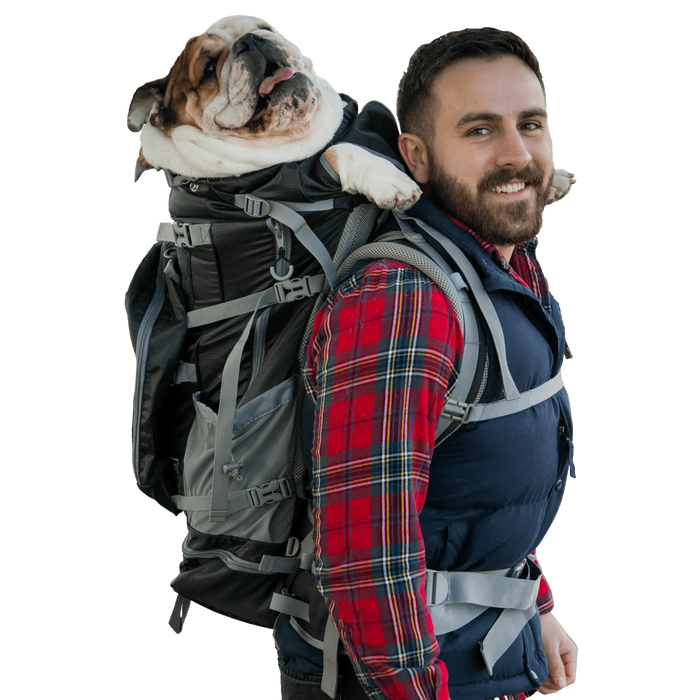 Man in a plaid shirt wearing the black Kolossus carrier, a bulldog riding in it and looking over his shoulder