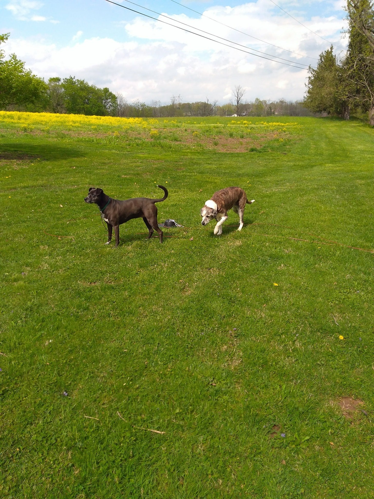 Double Dog Run Tangle-free Two Dog Tie Out Stake