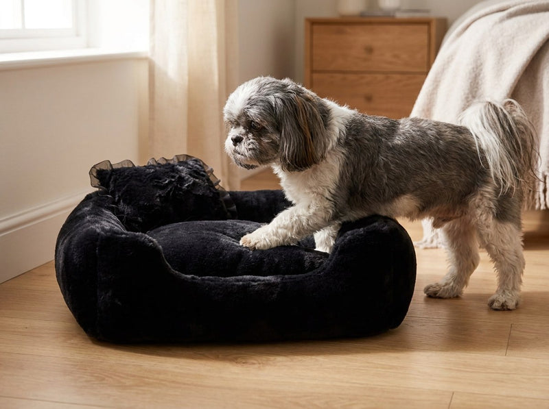 Older Shih Tzu stepping into the Divine bolster dog bed in Black over its low front edge