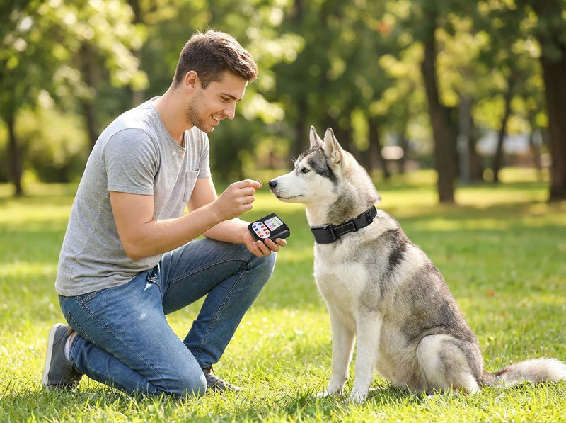 Siberian husky wearing the wireless dog fence collar sitting for a treat in a park